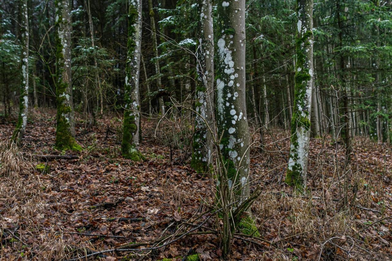 Fantastisch Im Naturpark Altmuehltal Greding Exterior photo